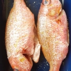 31172277_1639790372795024_7997282199537713152_n