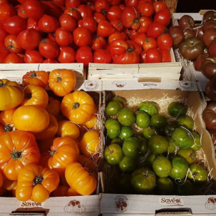 Tomates